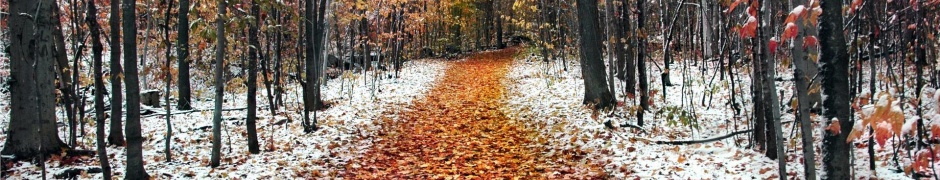 Snow Leaves Forest Roads Nature Landscape