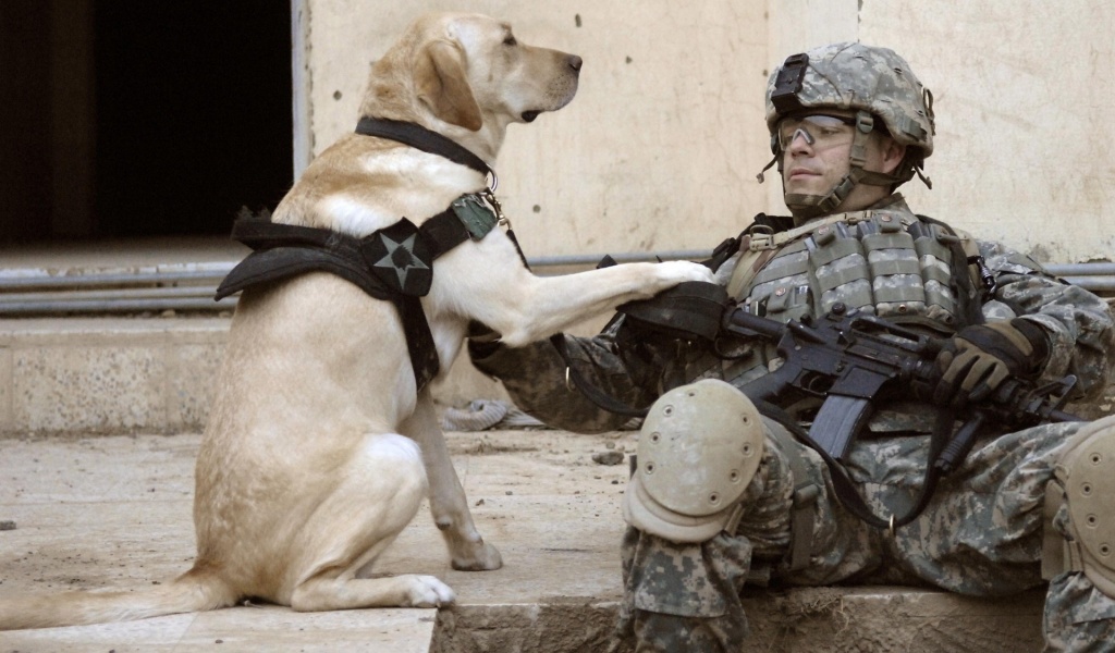 Soldier Dogs