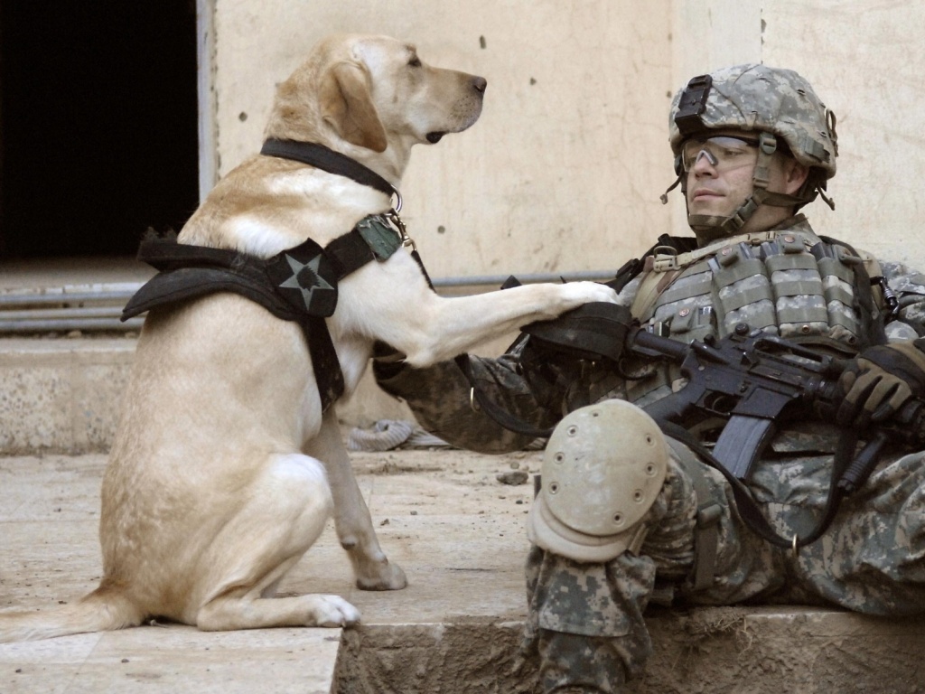 Soldier Dogs