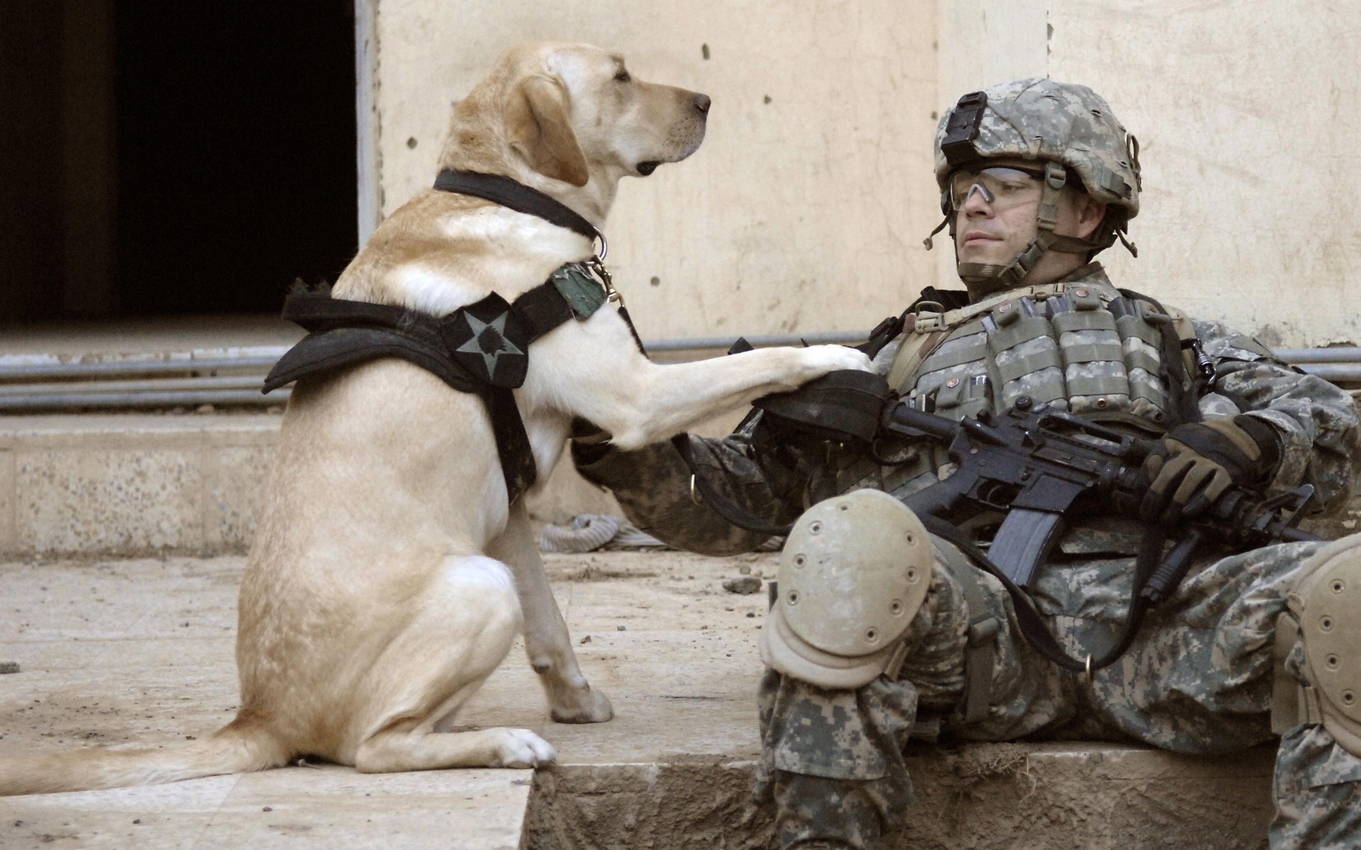 Soldier Dogs