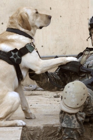 Soldier Dogs