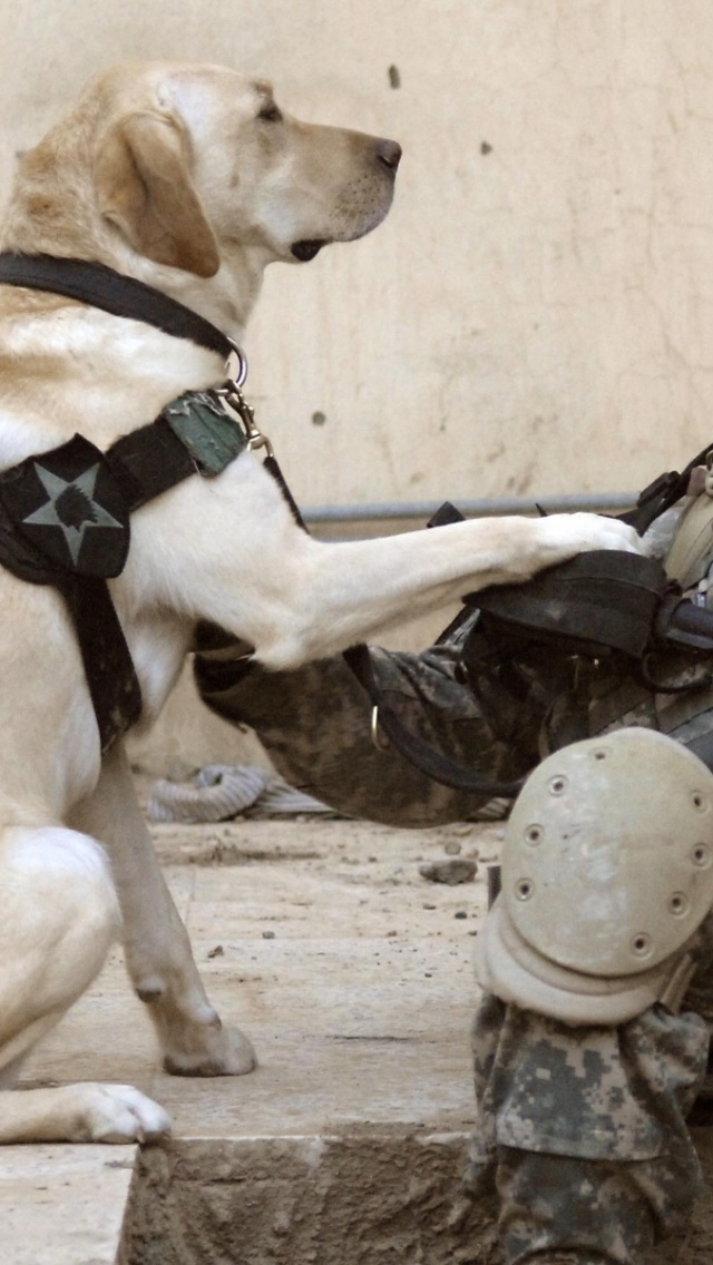 Soldier Dogs