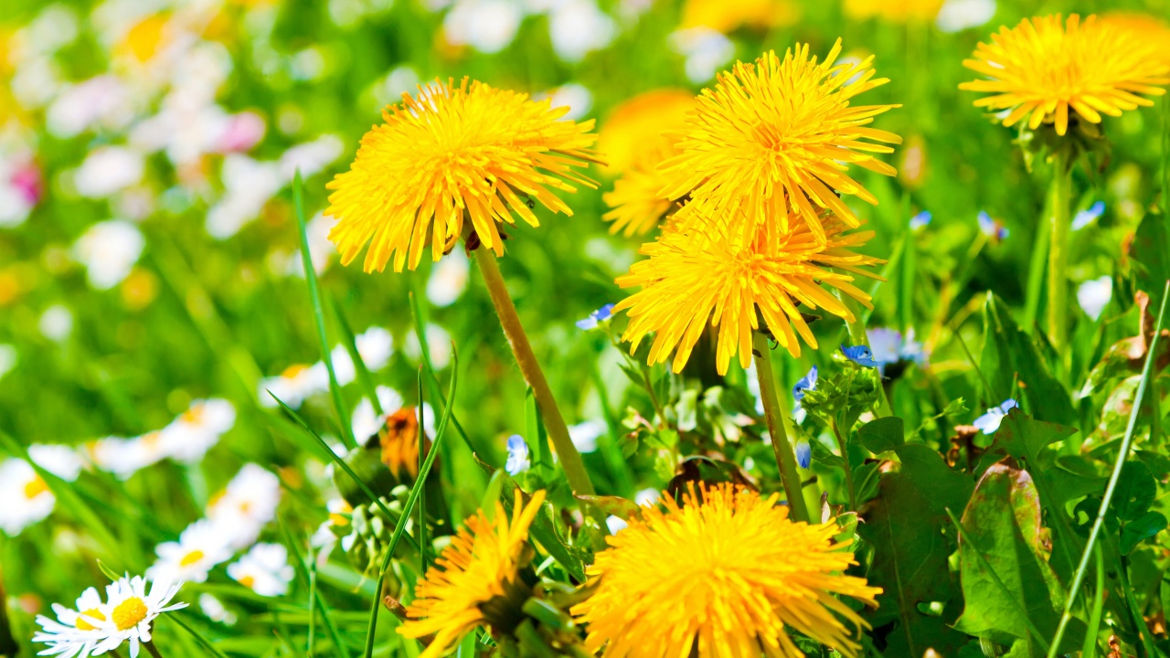 Spring Meadow And Yellow Dandelions