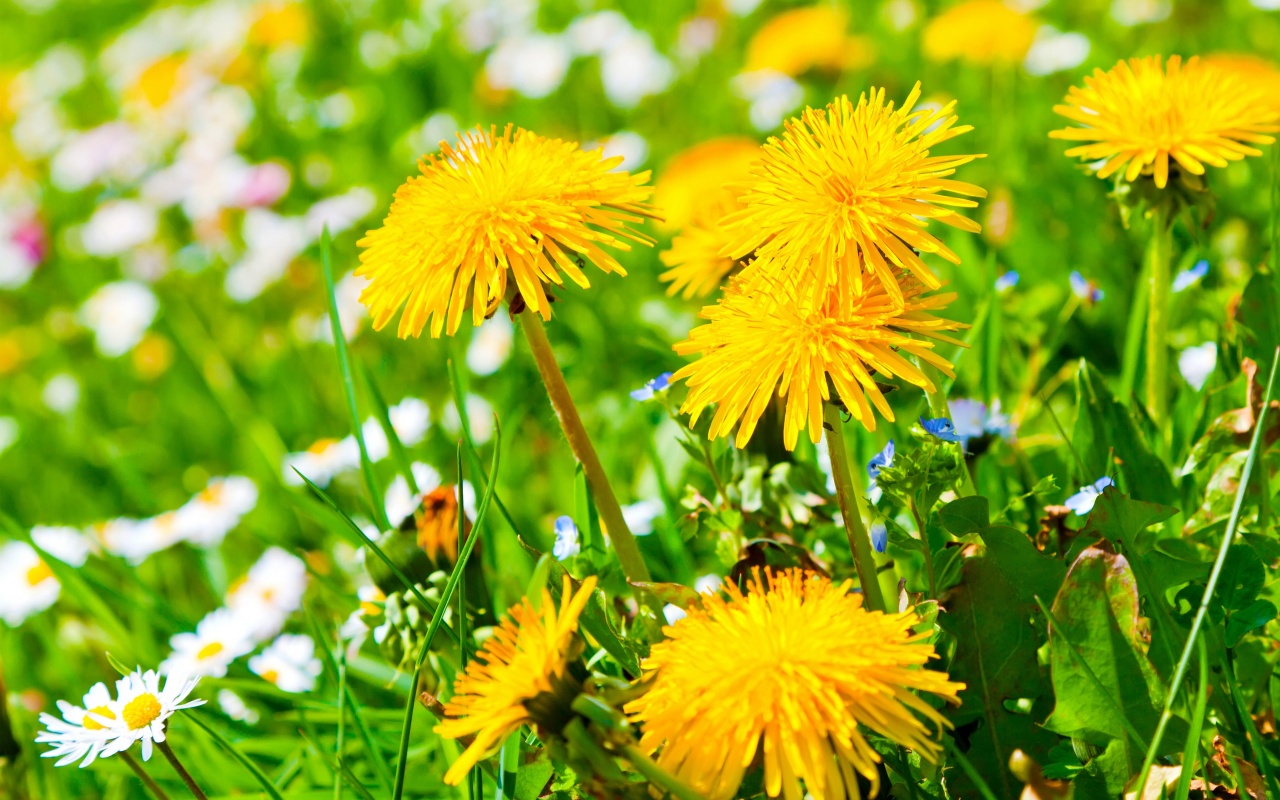 Spring Meadow And Yellow Dandelions