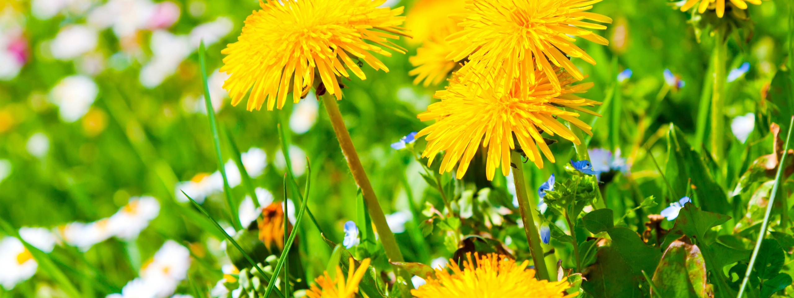 Spring Meadow And Yellow Dandelions