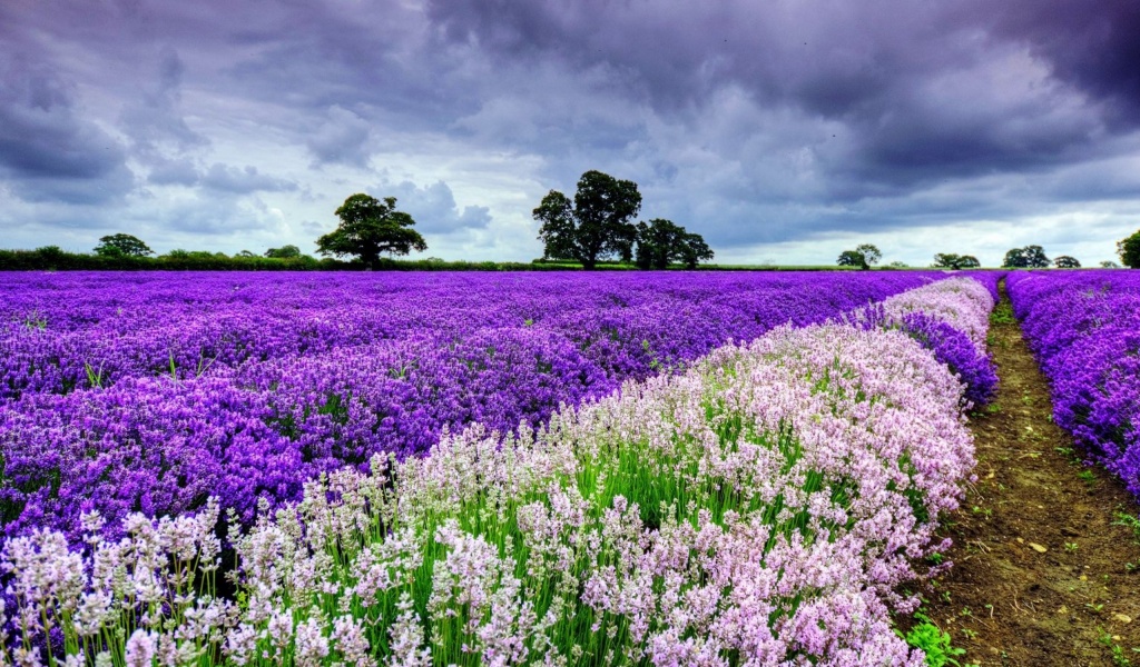 Spring Purple And White Flowers