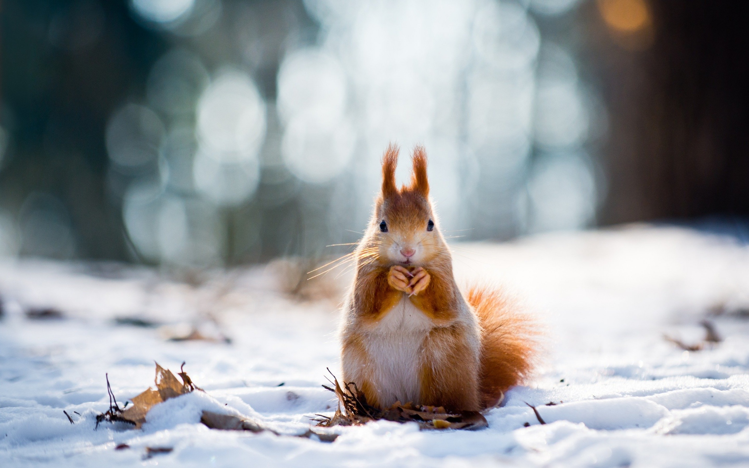 Squirrel And Winter