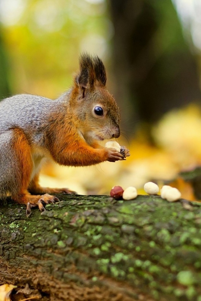 Squirrel Nuts Autumn