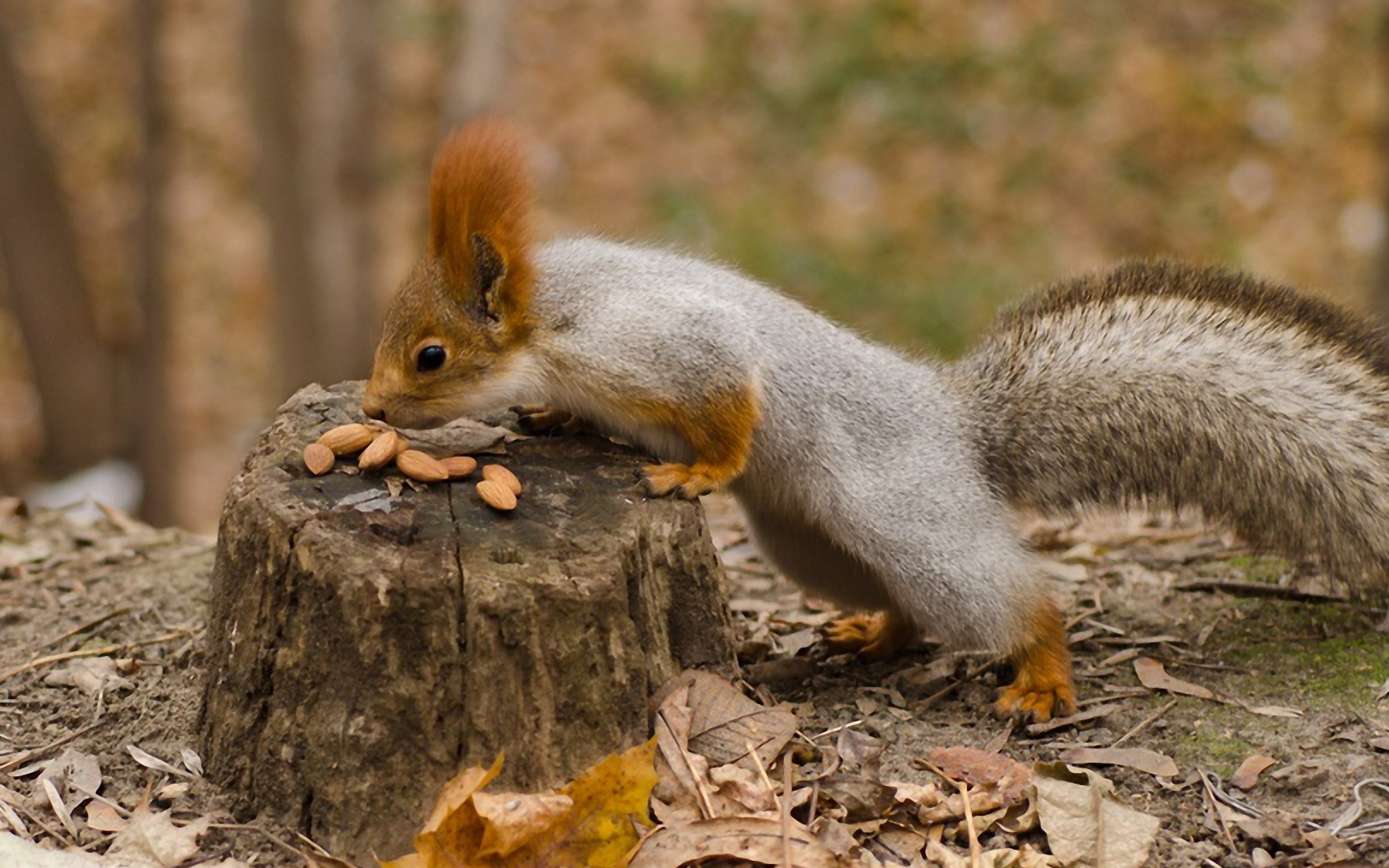 Squirrel Nuts Autumn Stump