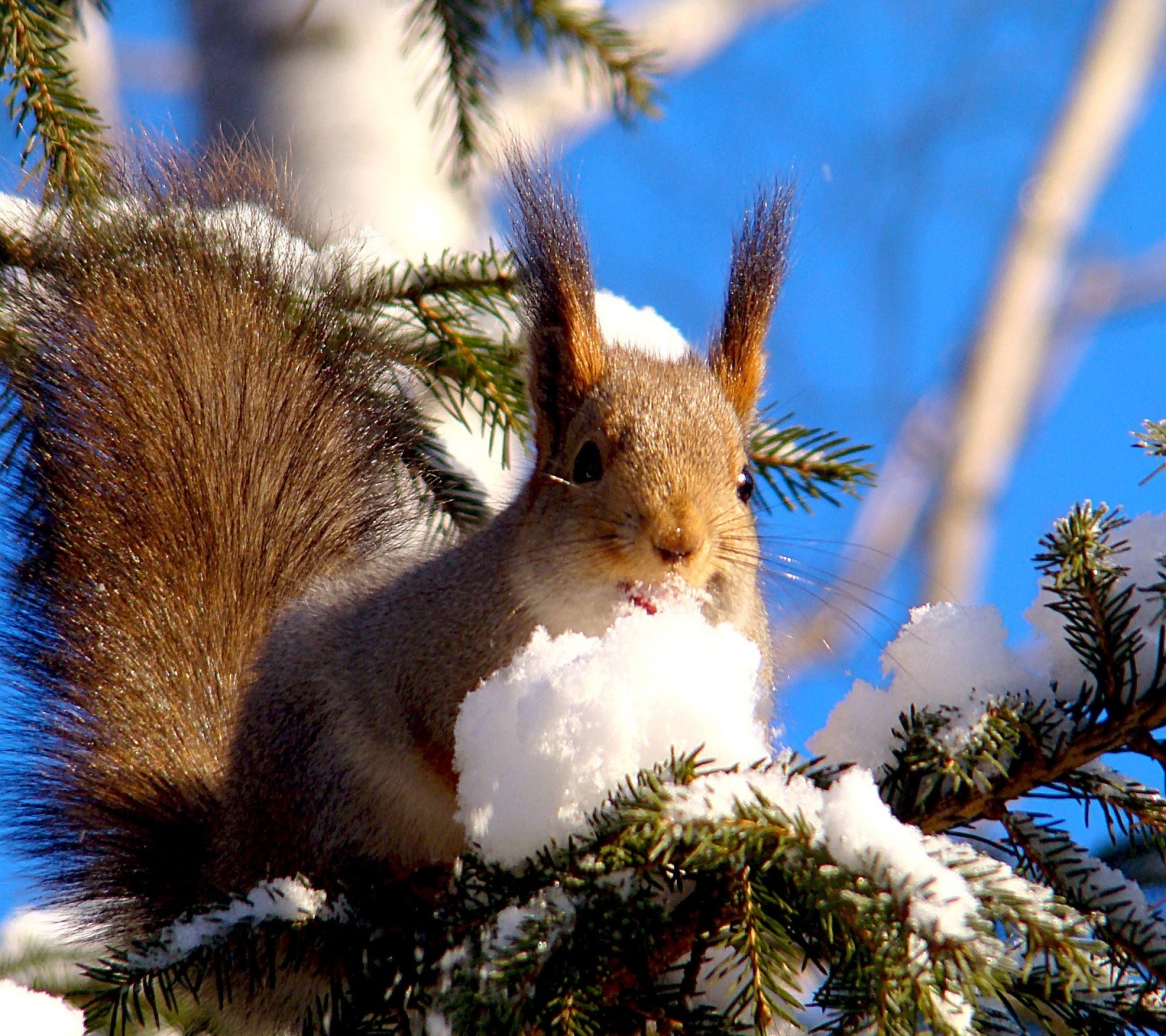 Squirrel On Branches Snow