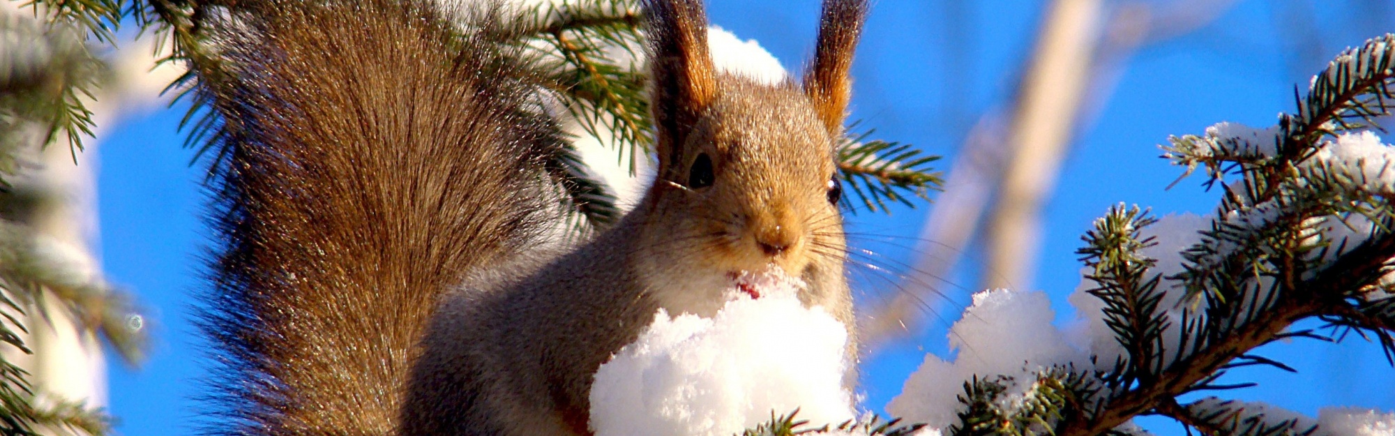 Squirrel On Branches Snow