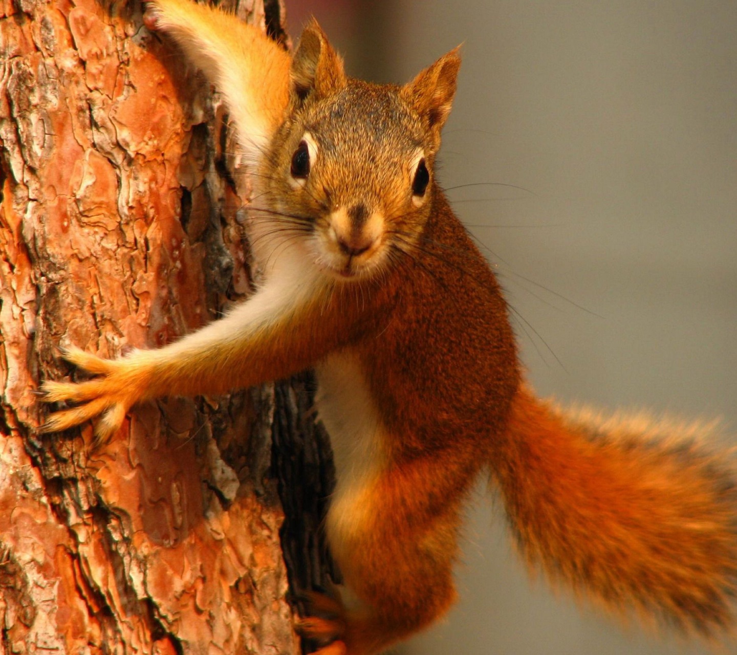 Squirrel On Tree