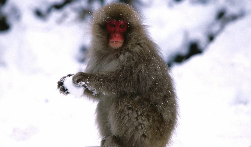 Starting A Snowball Fight Japanese Snow Monkey