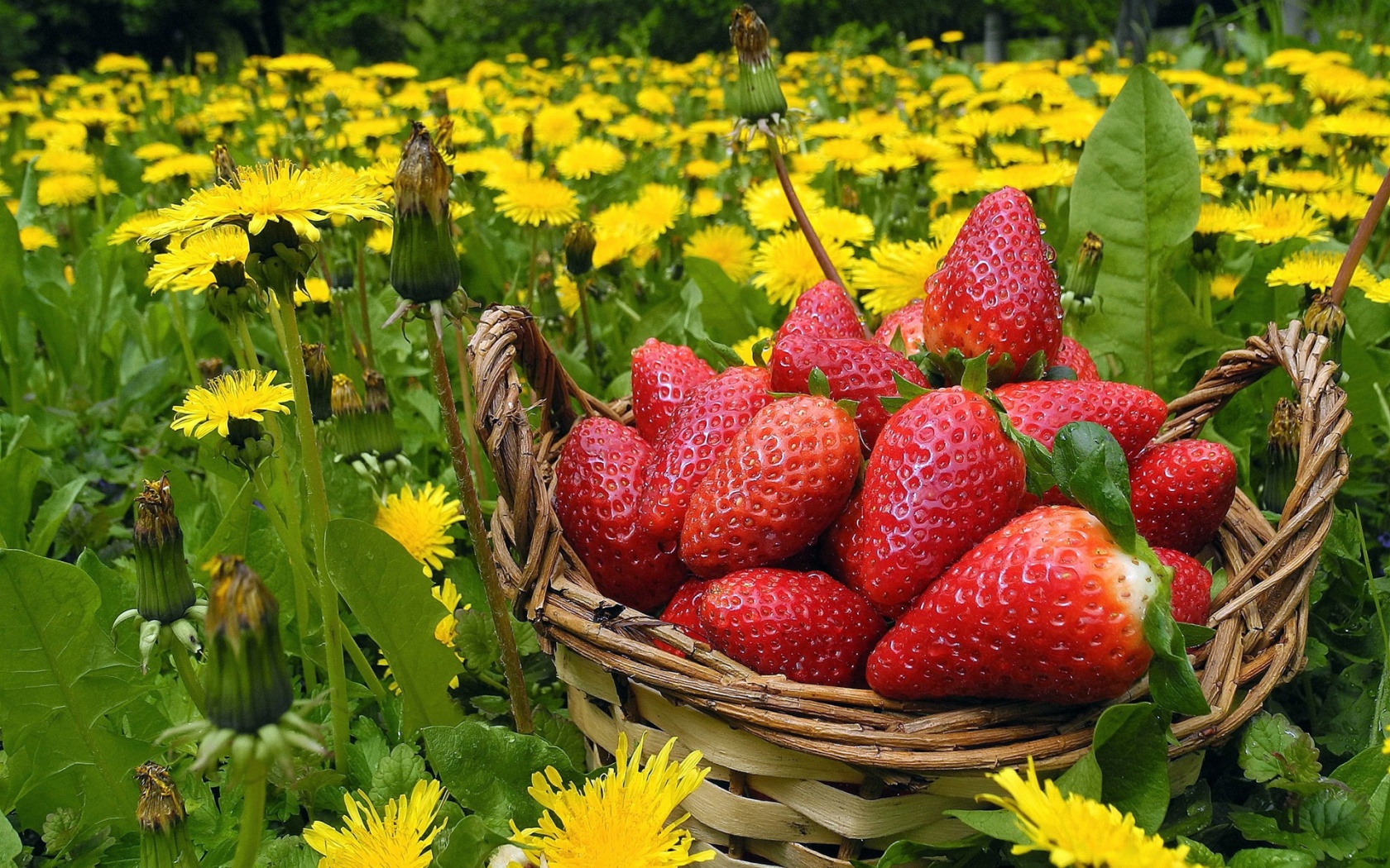 Strawberries In Basket And Dandelions