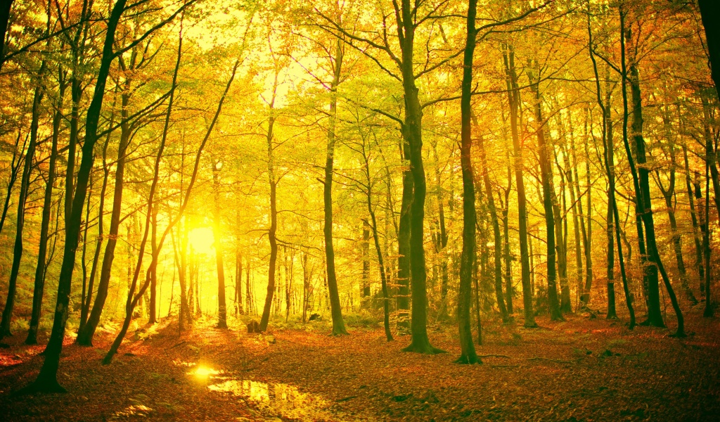 Sunlight In The Autumn Forest