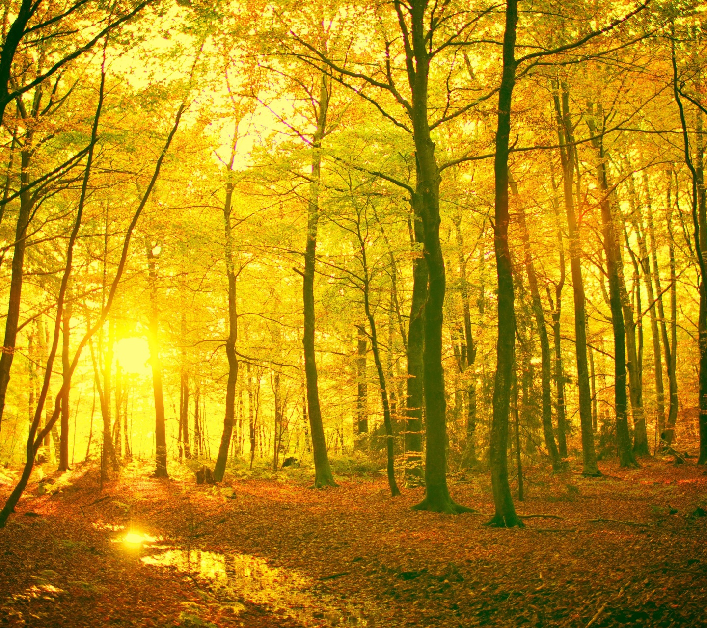 Sunlight In The Autumn Forest