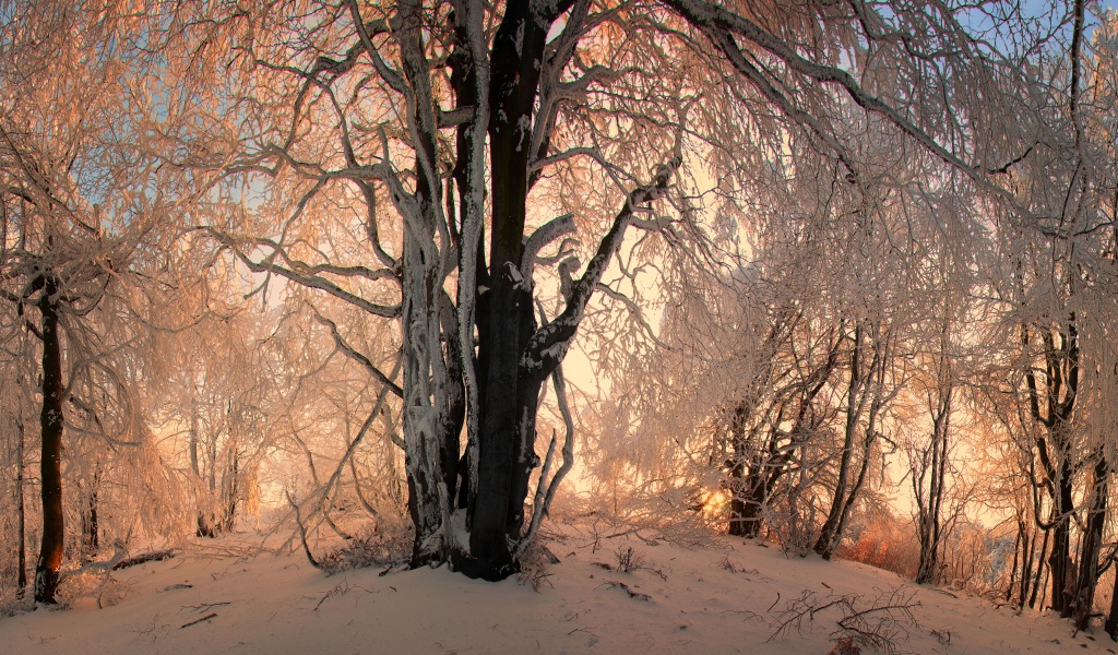 Sunlight In The Forest Under Snow