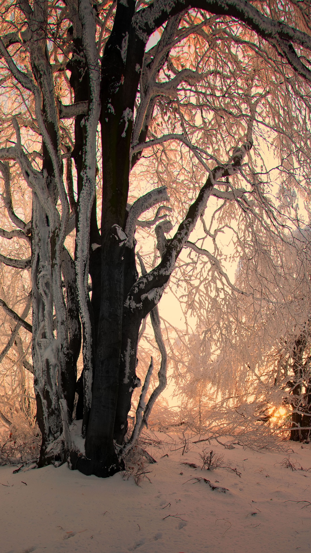 Sunlight In The Forest Under Snow