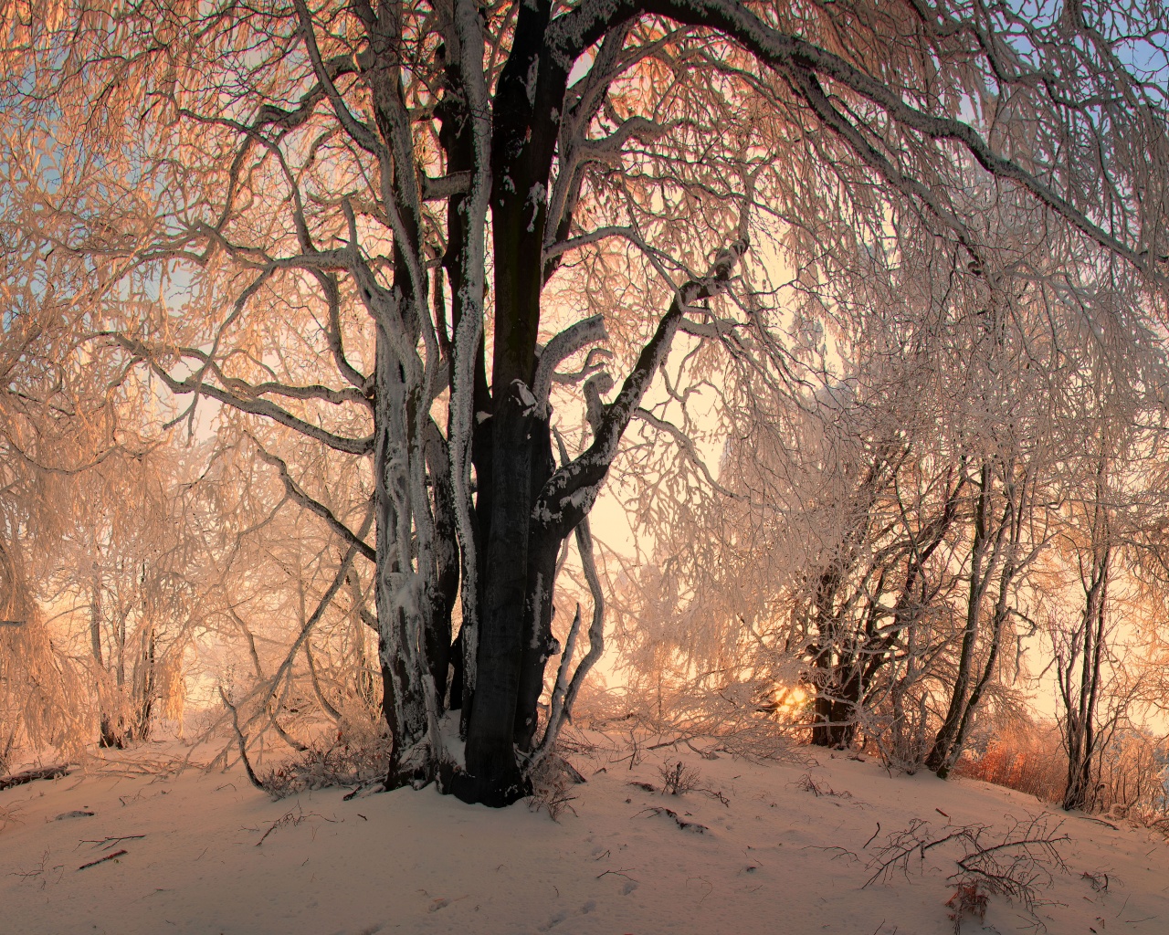 Sunlight In The Forest Under Snow