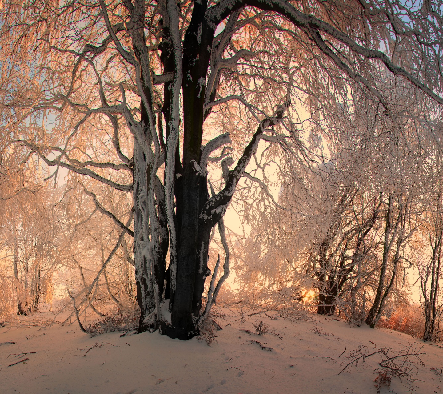 Sunlight In The Forest Under Snow