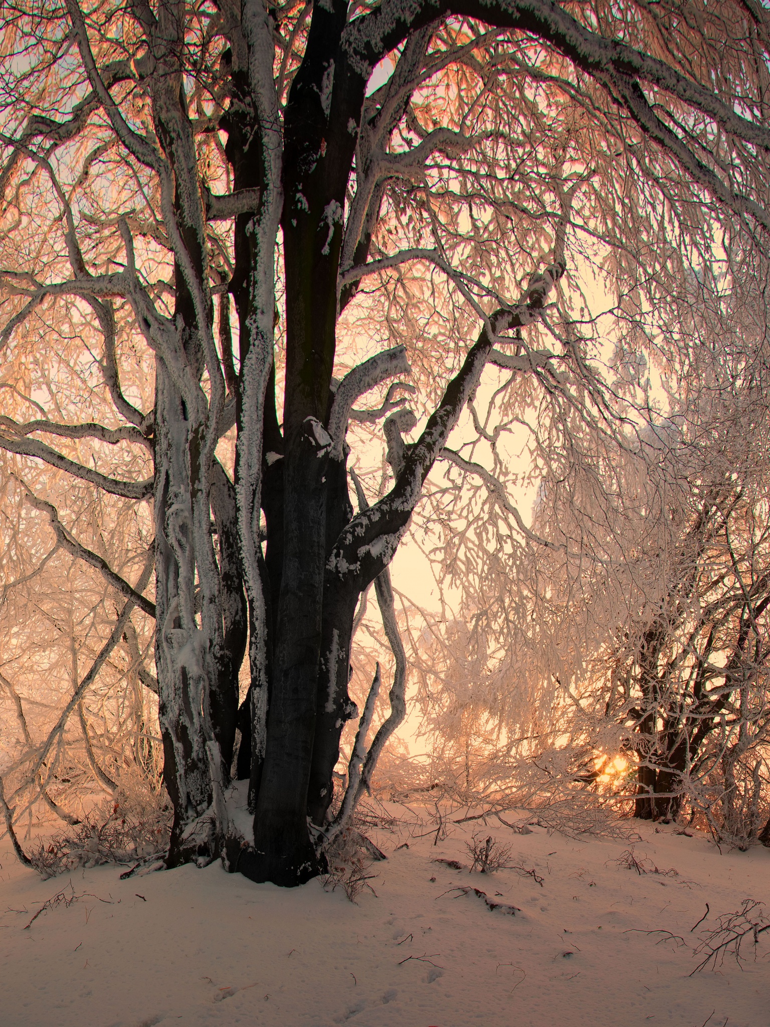 Sunlight In The Forest Under Snow