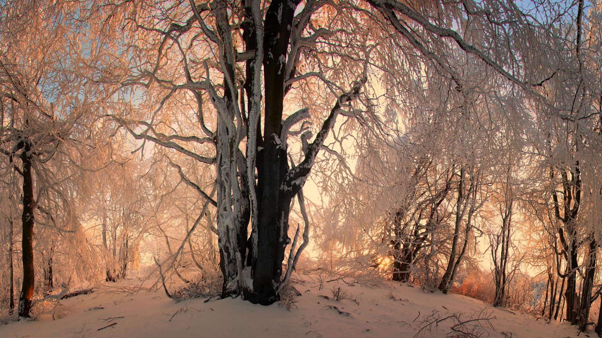 Sunlight In The Forest Under Snow