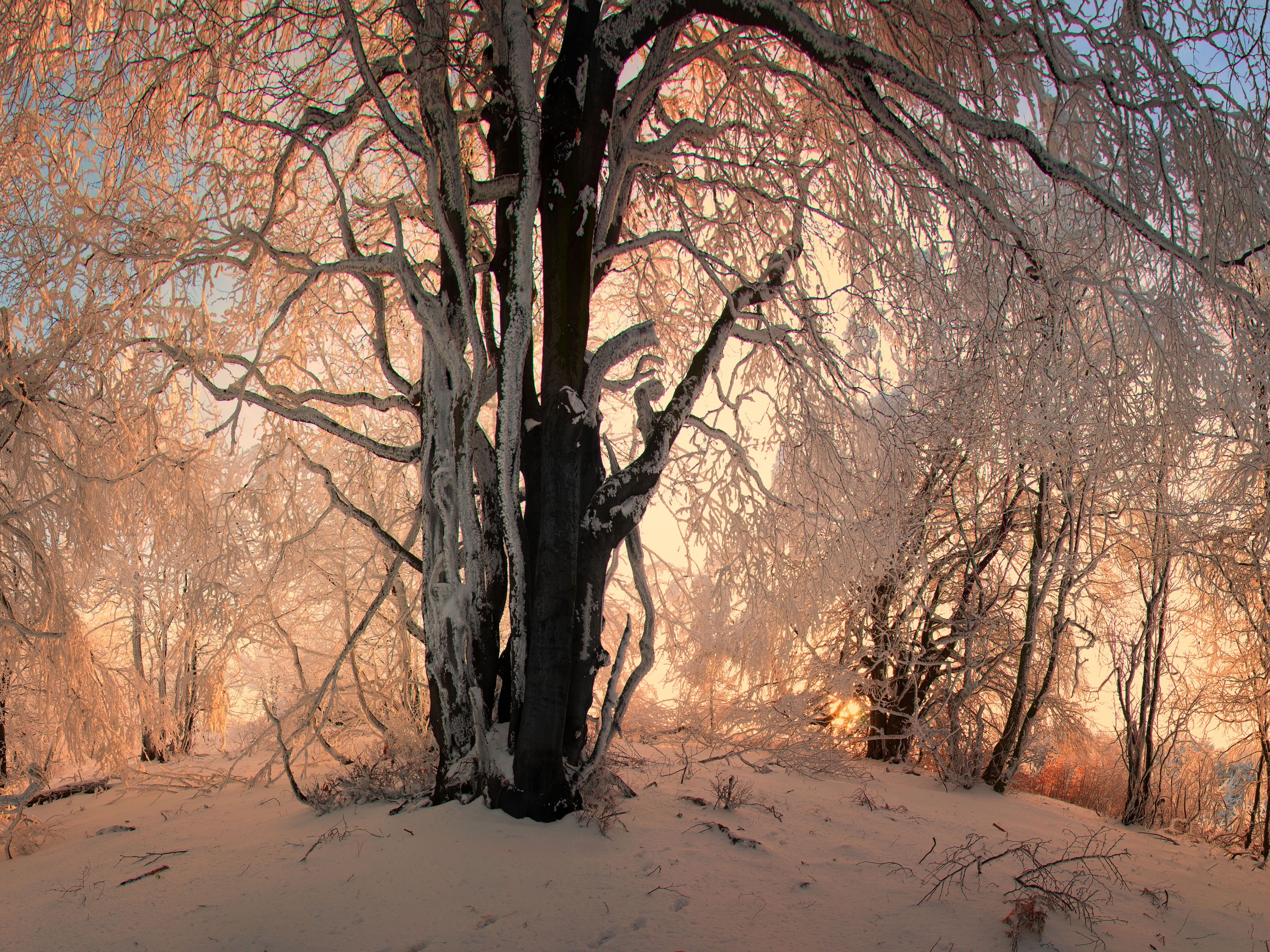 Sunlight In The Forest Under Snow