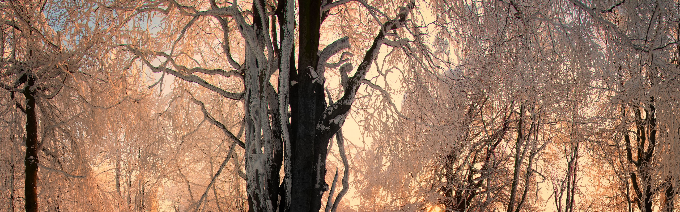 Sunlight In The Forest Under Snow