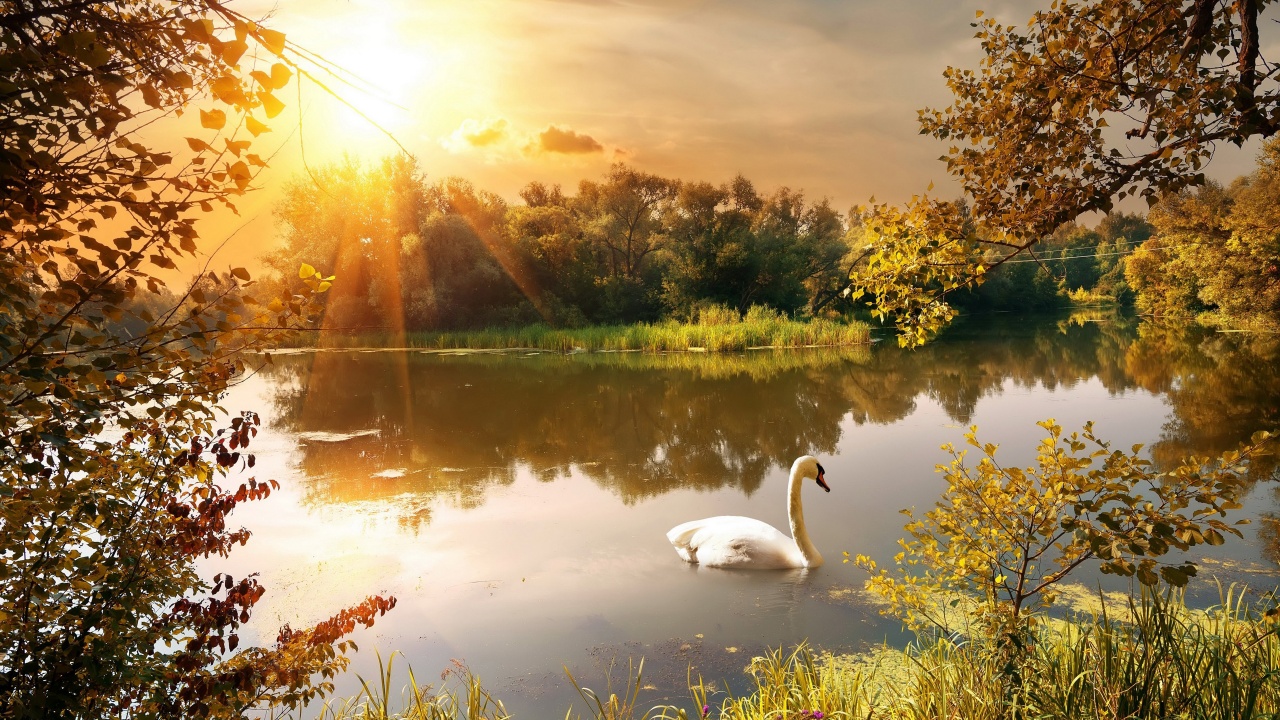 Swan On The Lake In Autumn