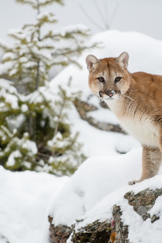 The Cougar - Mountain Lion