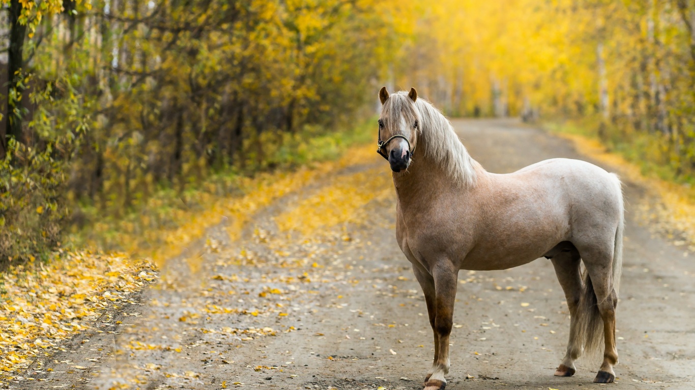The Horse On The Road In The Fall