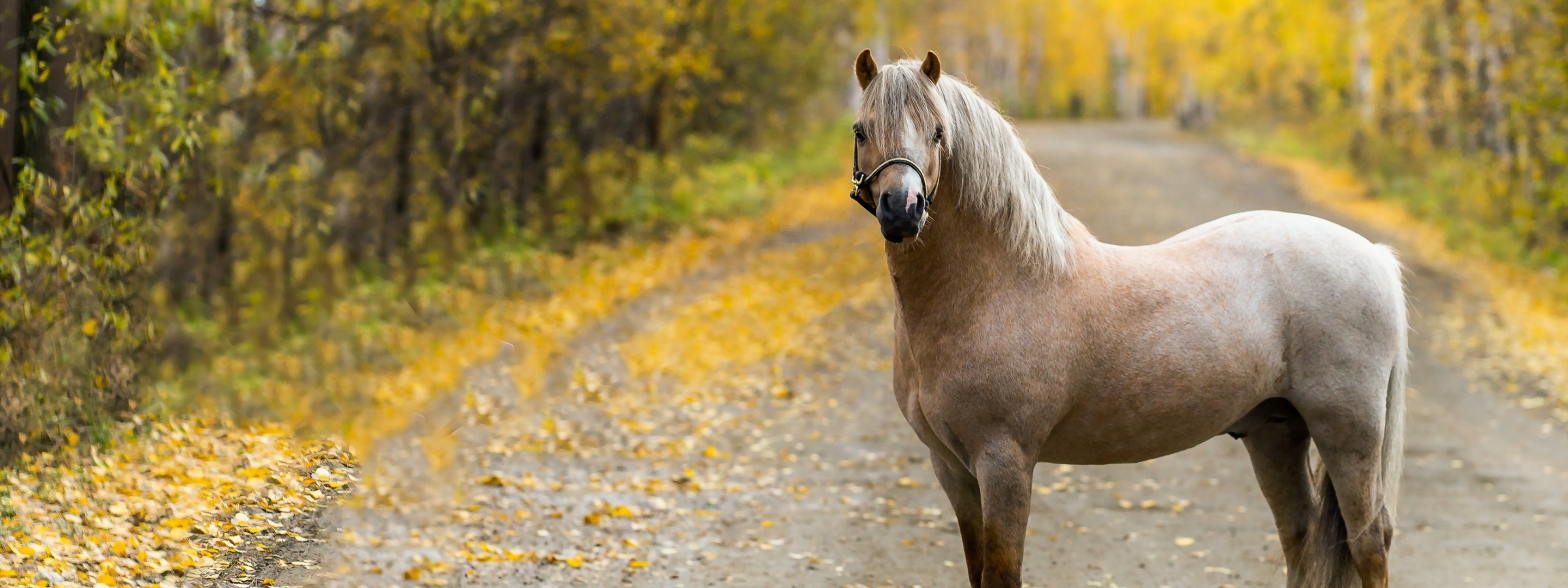 The Horse On The Road In The Fall