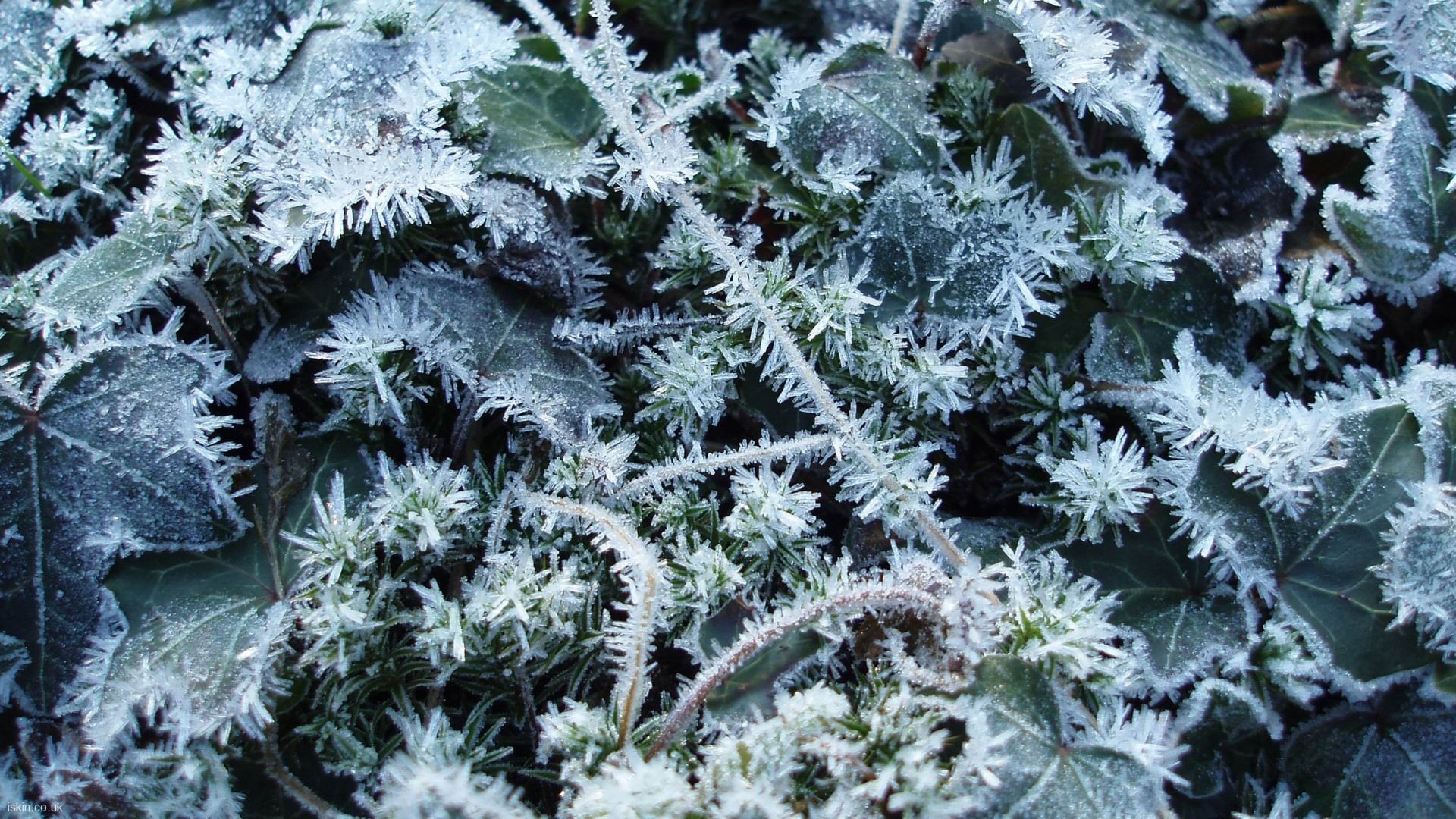 The Matte Ivy Desktop