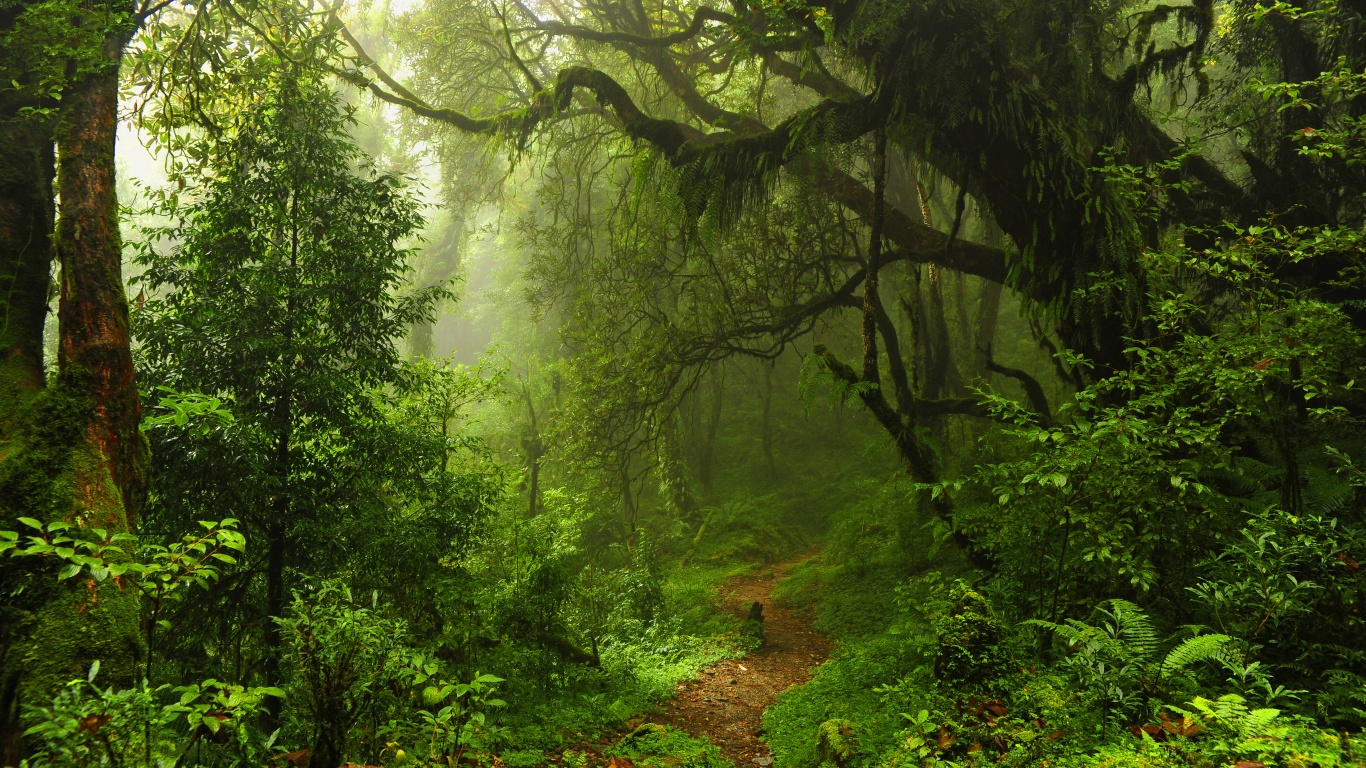 The Path Through The Jungle