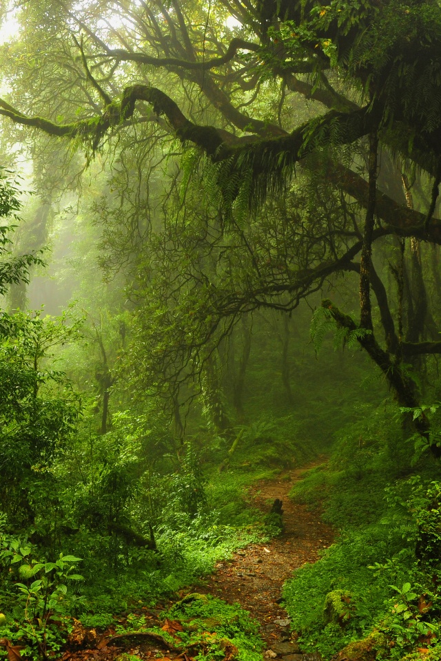 The Path Through The Jungle