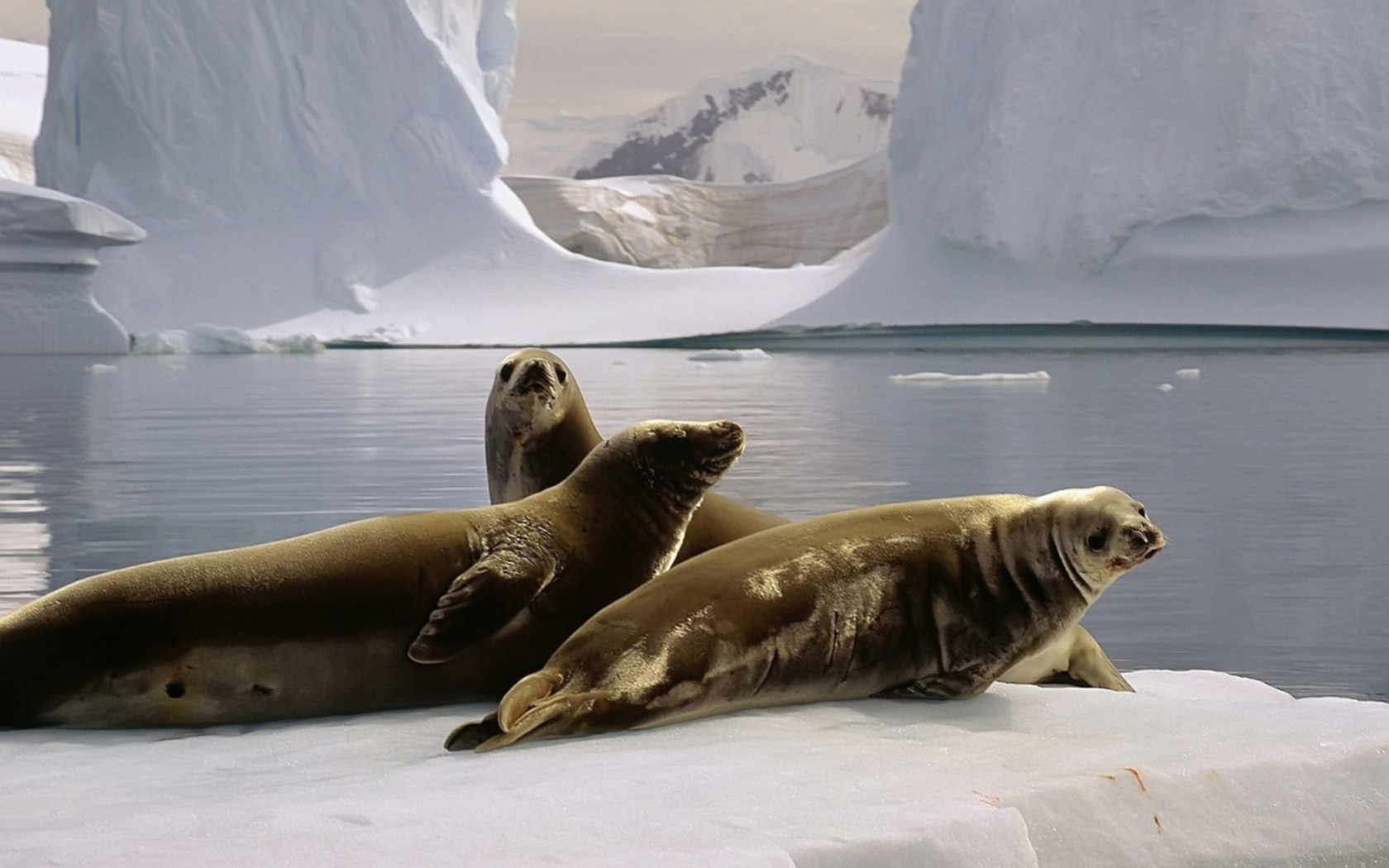 Антарктида животный мир фото с названиями