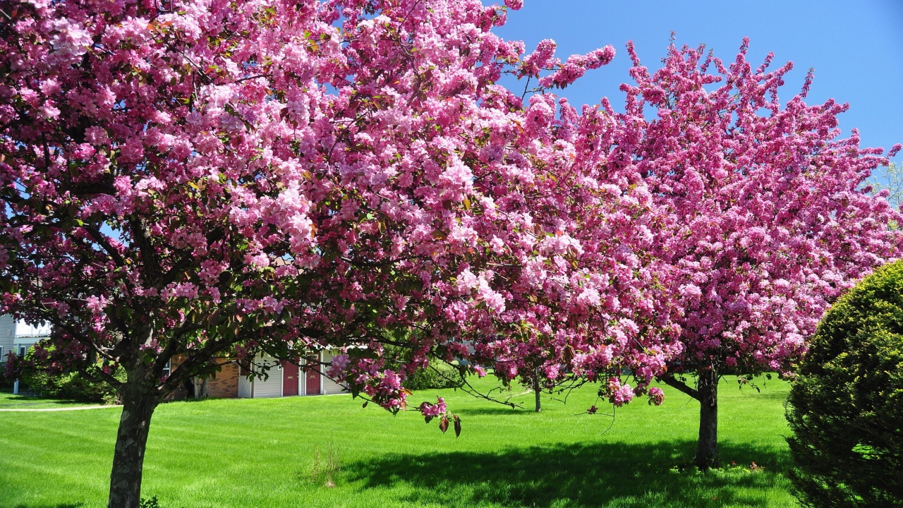 Trees In Blossom Pink Flowers