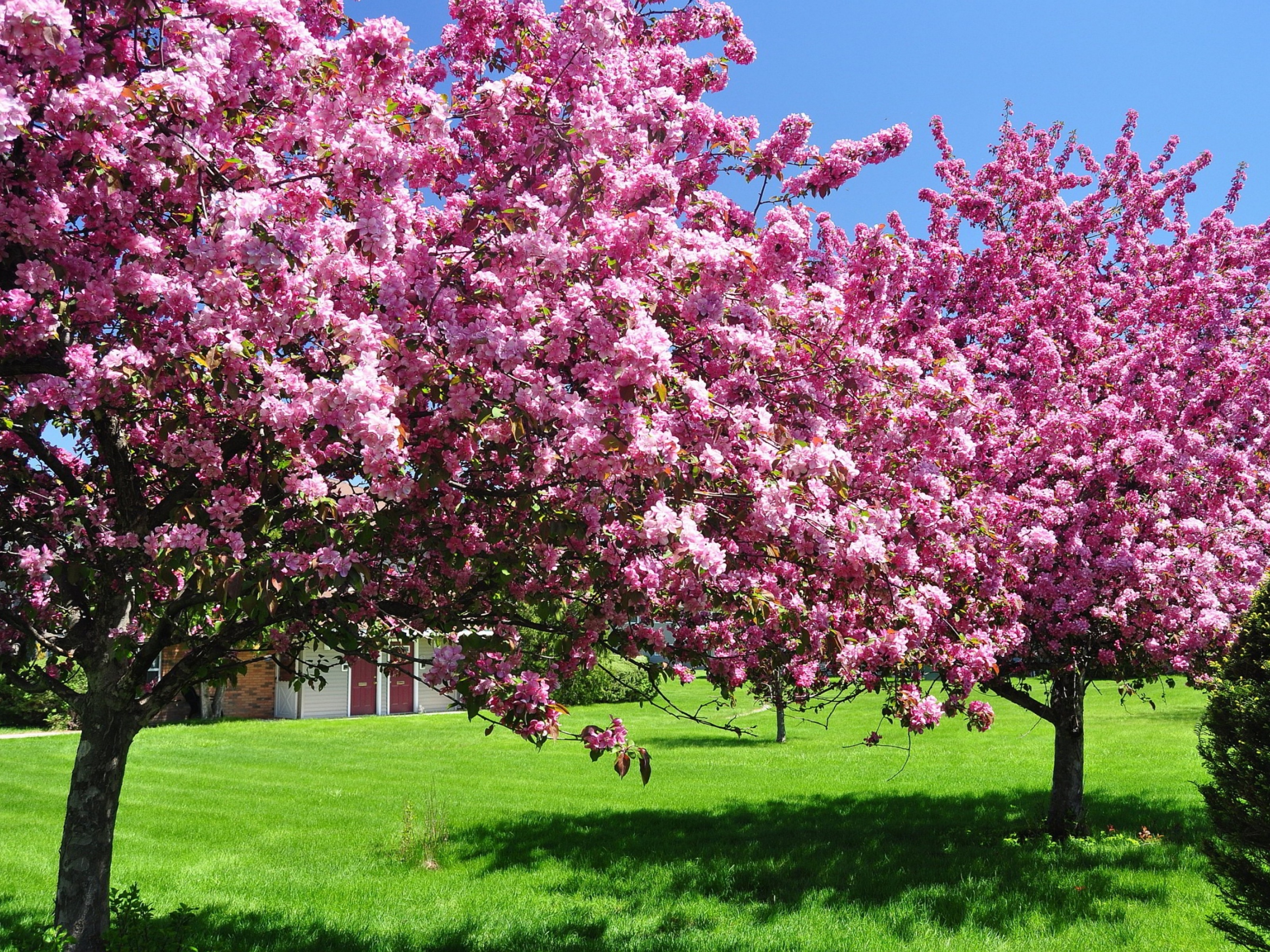 Какие деревья цветут в апреле. Сакура яблоня. Яблоня черри блоссом. Акация Сакура. Сакура (вишня декоративная) Ошидори.
