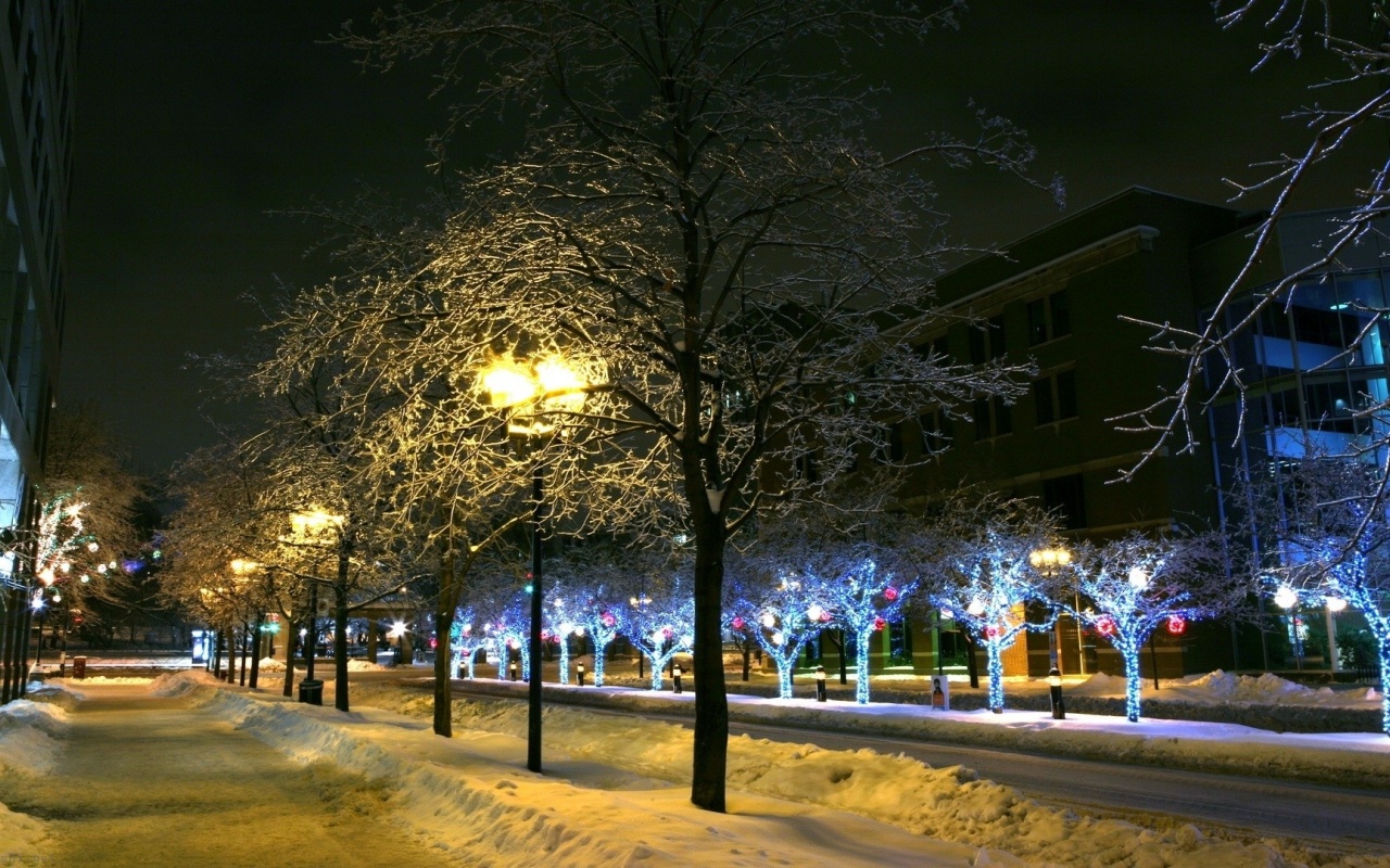 Trees Park Winter Ornament Decor Street Night City Landscape
