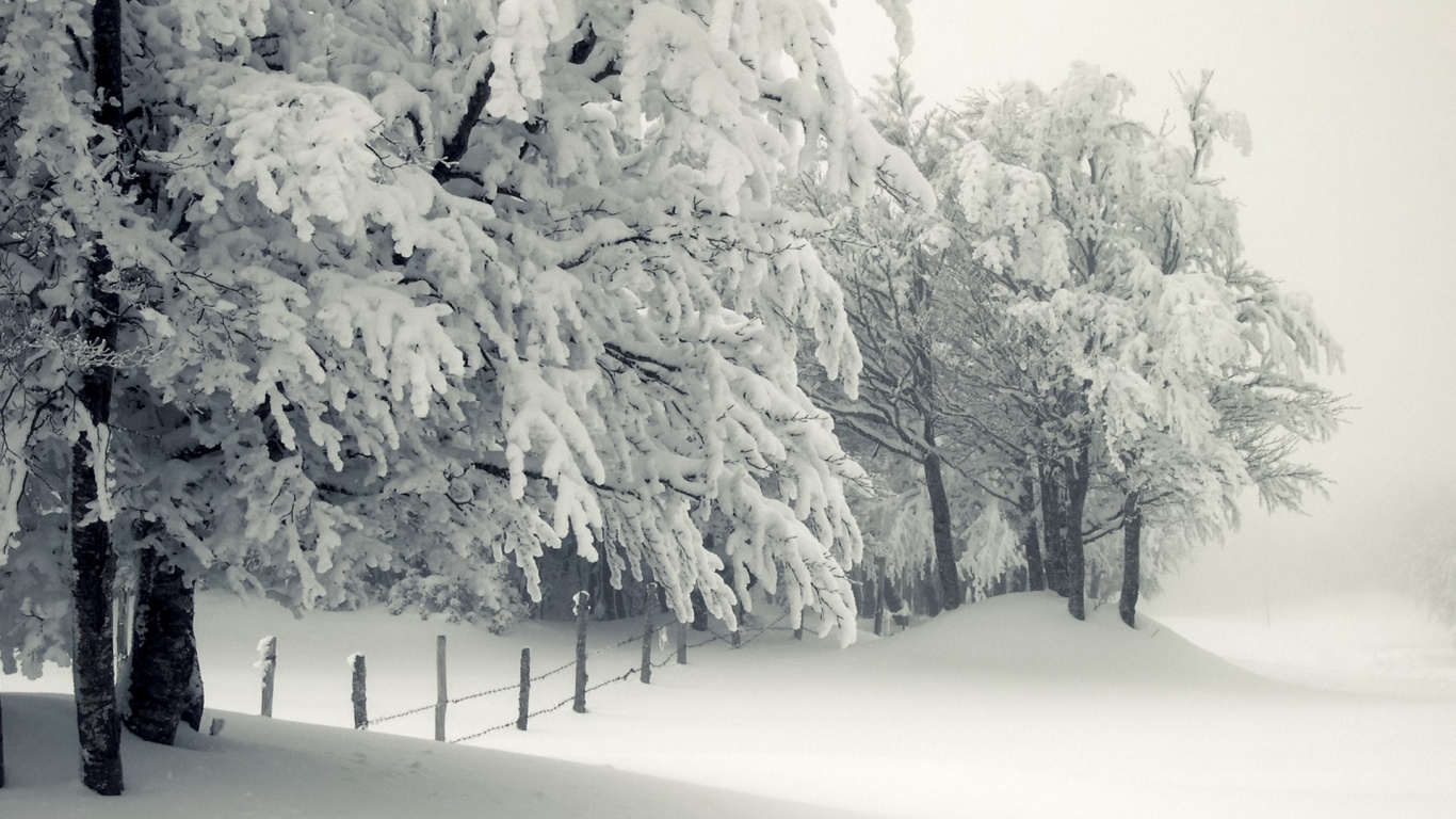 Trees Under The Snow