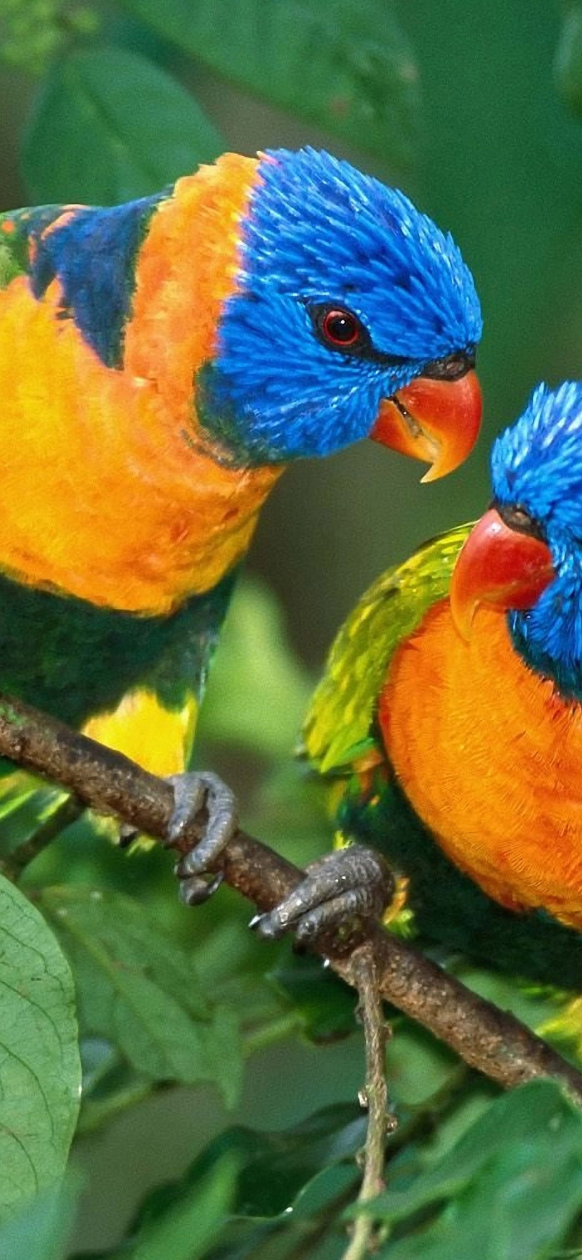 Two Colorful Parrots