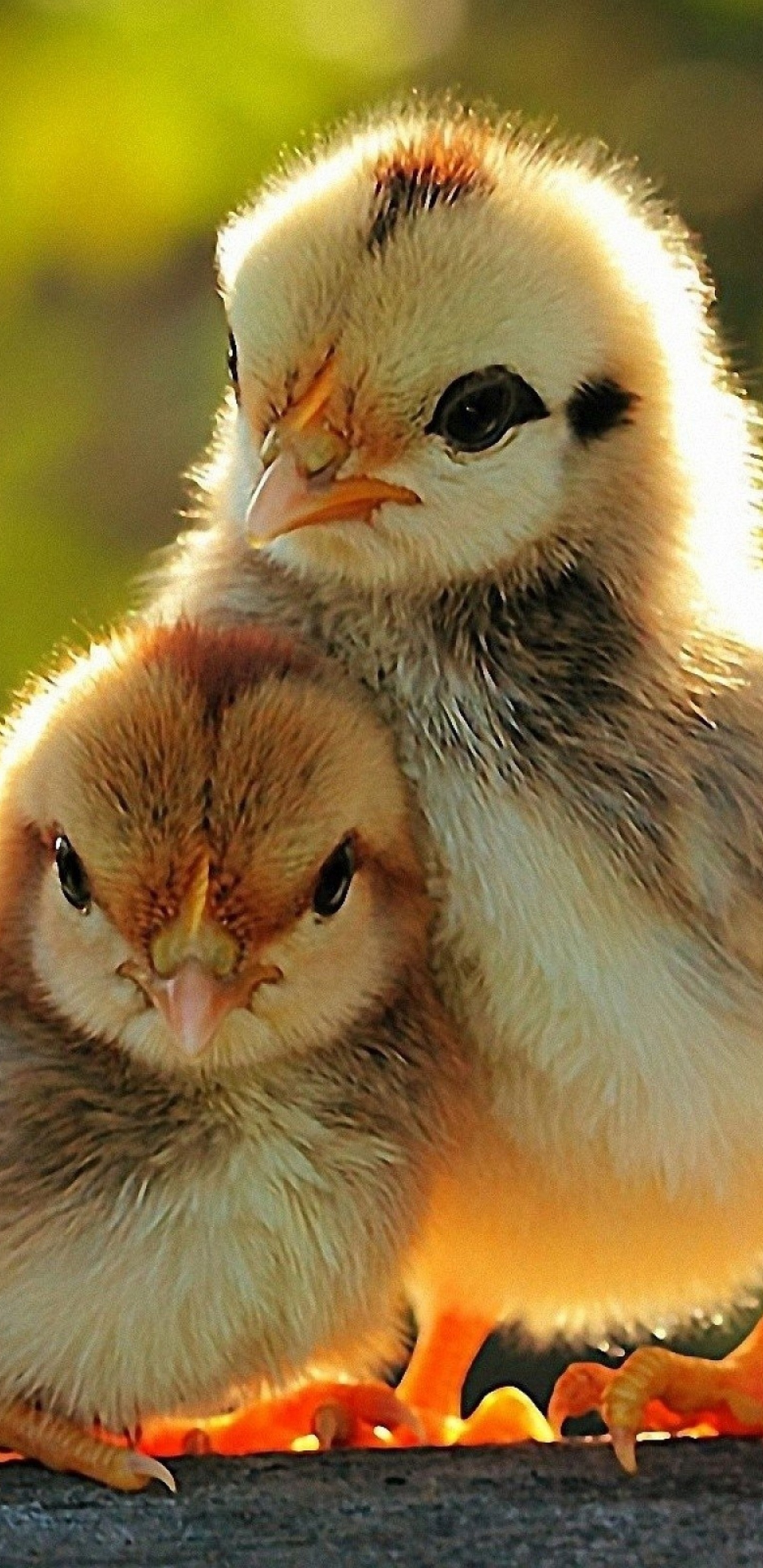 Two Lovely Chicken Sunshine Spring