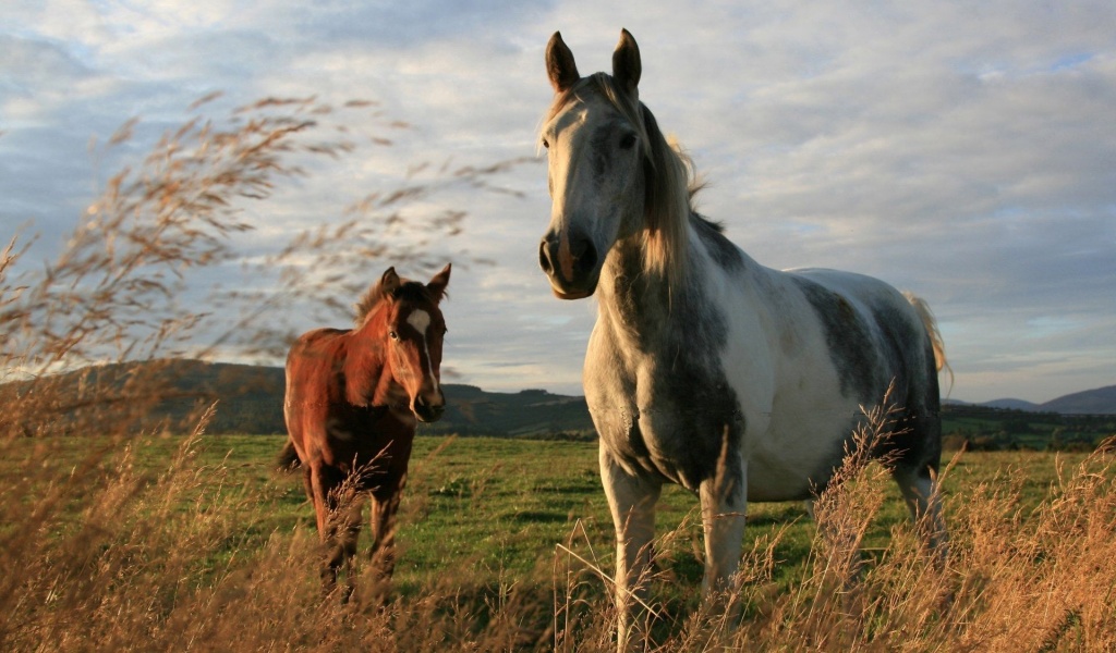 Twoo Horses
