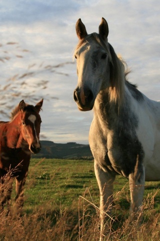 Twoo Horses