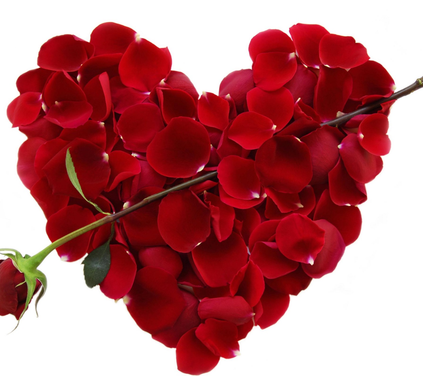 Valentines Day Rose Cupid Arrow