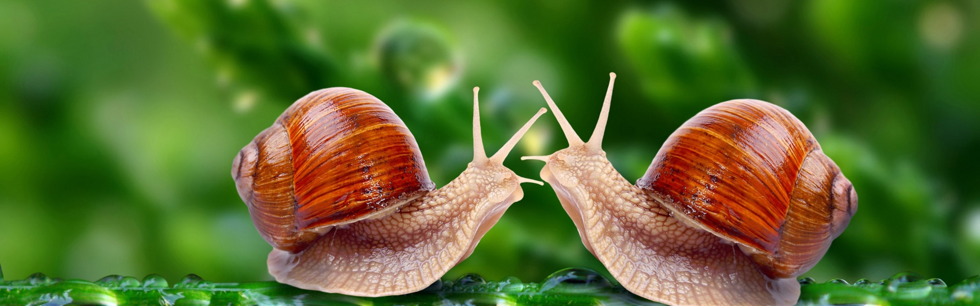 Valentines Day Snail Love