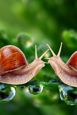 Valentines Day Snail Love