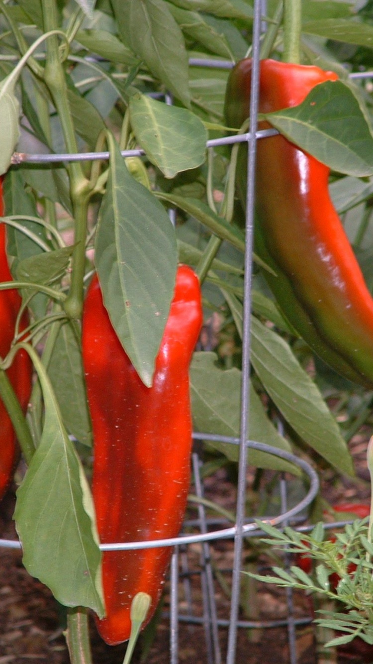 Vegetables Food Chili Peppers