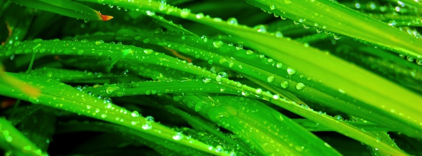 Water Drops Grass Nature