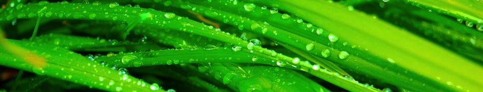 Water Drops Grass Nature